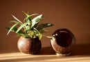 Upcycled coconut shell indoor/outdoor planter PUSHPA planter