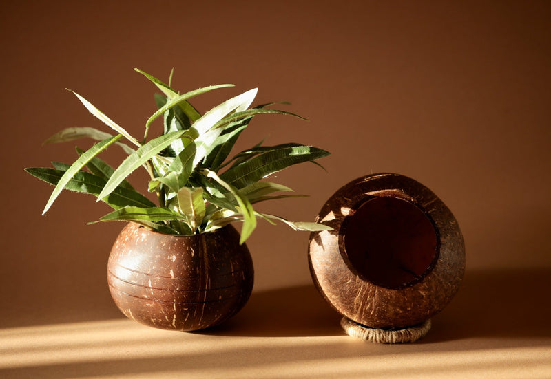 Upcycled coconut shell indoor/outdoor planter PUSHPA planter