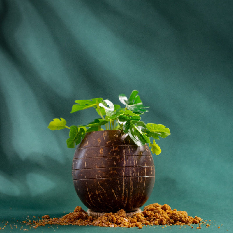 Upcycled coconut shell indoor/outdoor planter PUSHPA planter